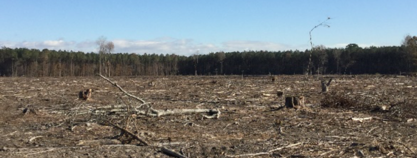 Eastern Shore Forest Products - Clear-Cut & Wildlife Food Plots