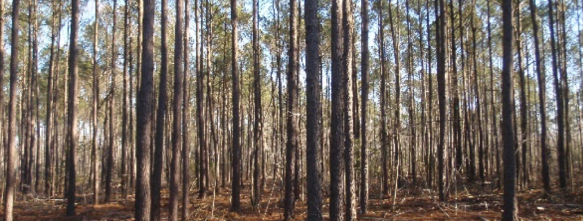 Eastern Shore Forest Products - Tree Thinning